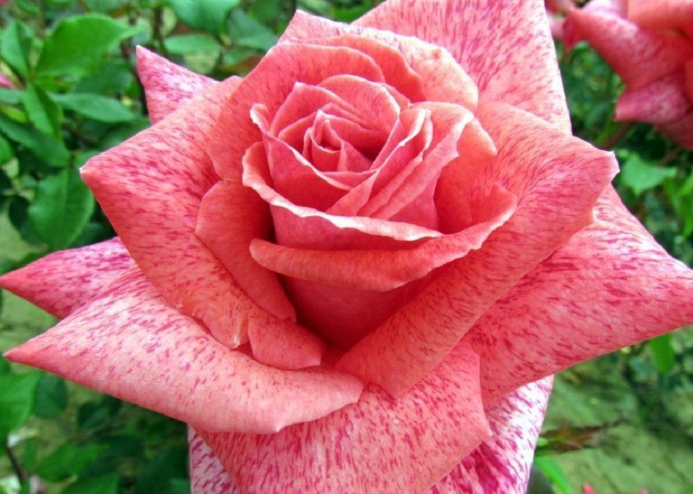 Famous Roses